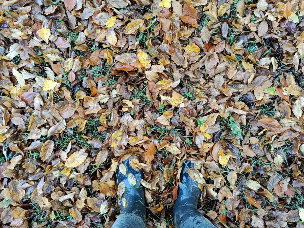 Sortie sur les chemins de Dehault ce matin